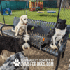 Three dogs—one yellow lab, one black-and-white, and one curly black-and-white—enjoy The Three Dog Bench - Thermoplastic Coated Steel. Playground equipment and grass show behind a fence. Text reads: “Gyms for Dogs.”.