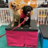 Two dogs, one tan and one black with a red bandana, sit side by side on a pink platform marked "JUMP DOG.com" at a play and agility event by "Gyms for Dogs." Both dogs look happy with their tongues out.