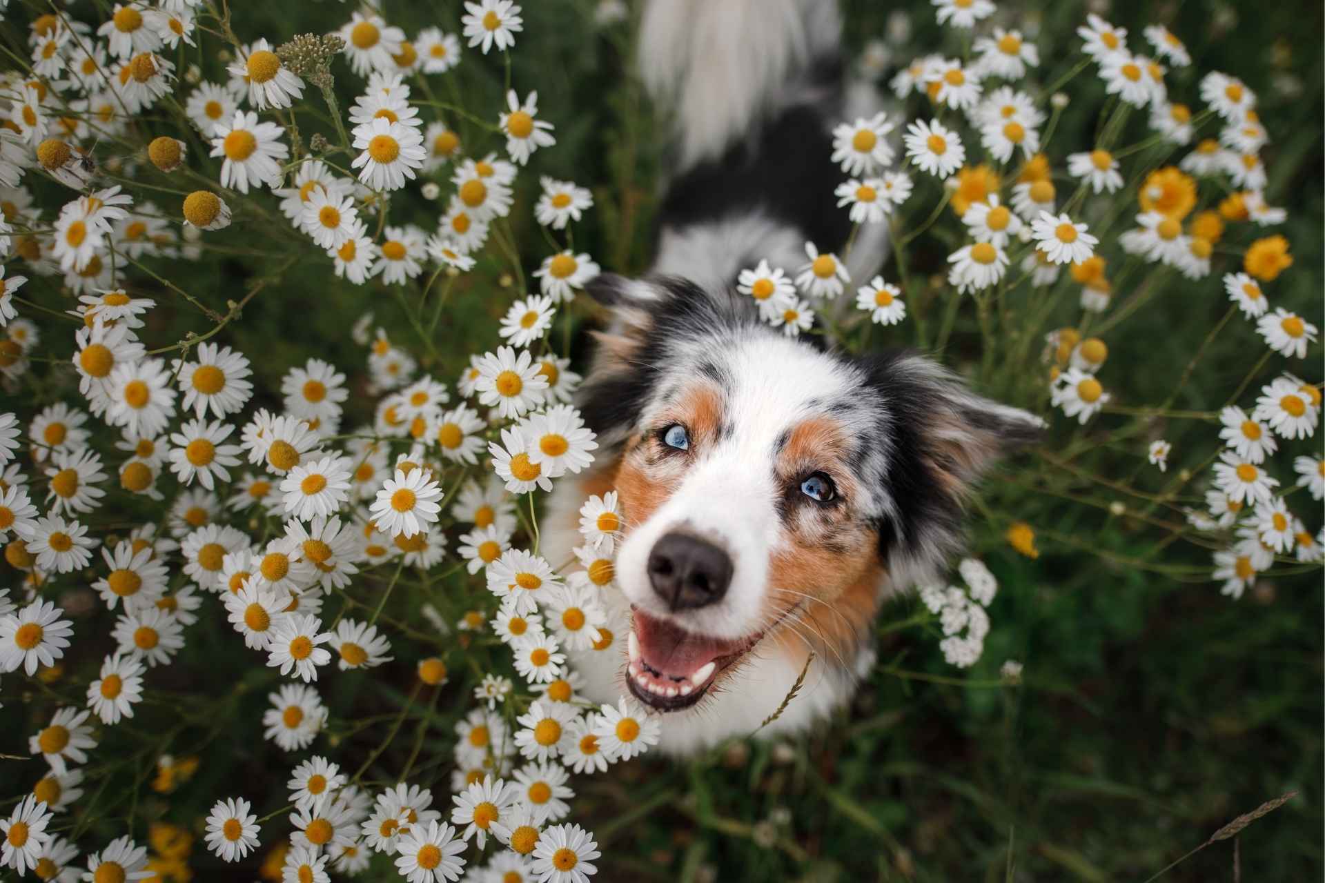 The Dog Park Boulder size extra large