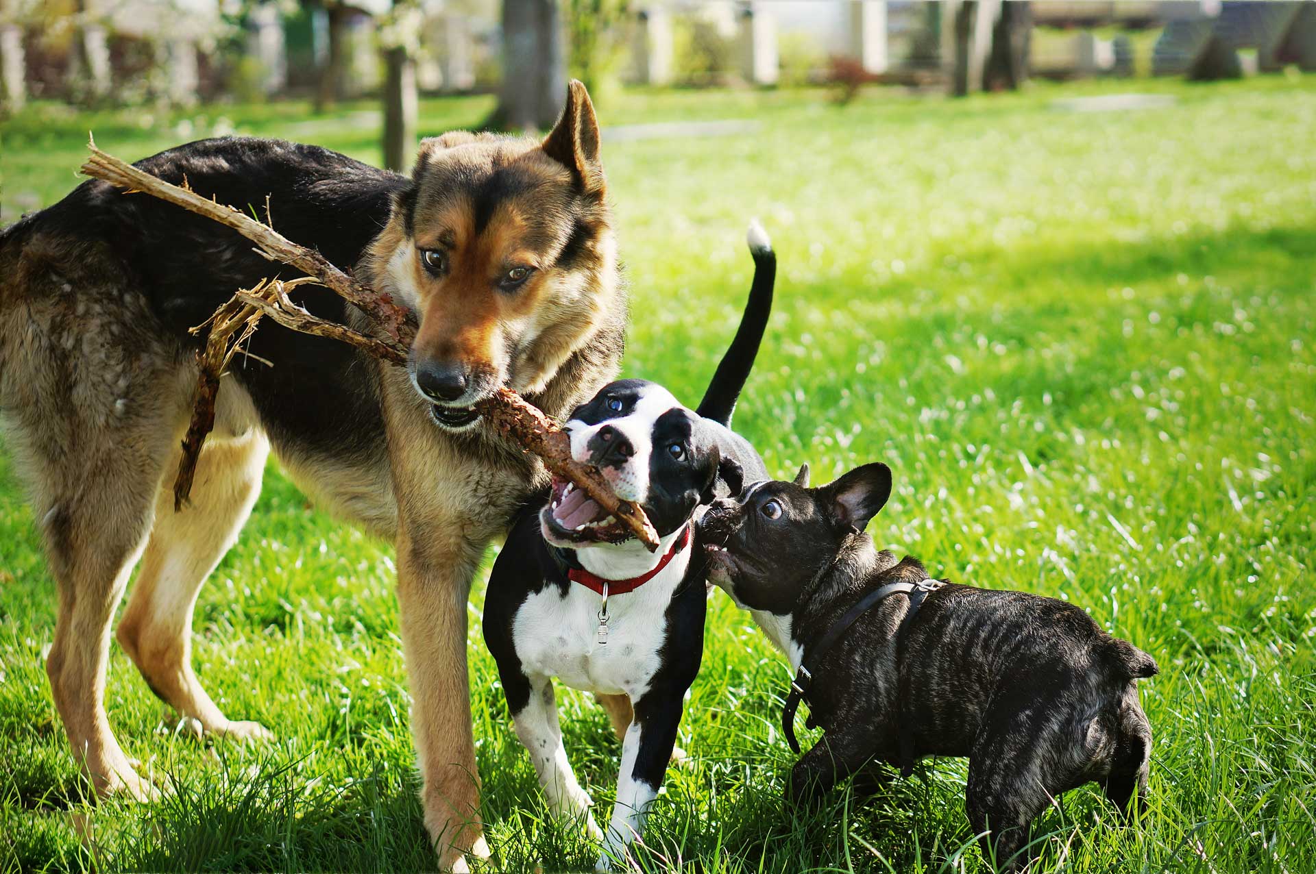 Dogs_Playing_with_Stick_302732355_web The Dog Park Boulder size extra large