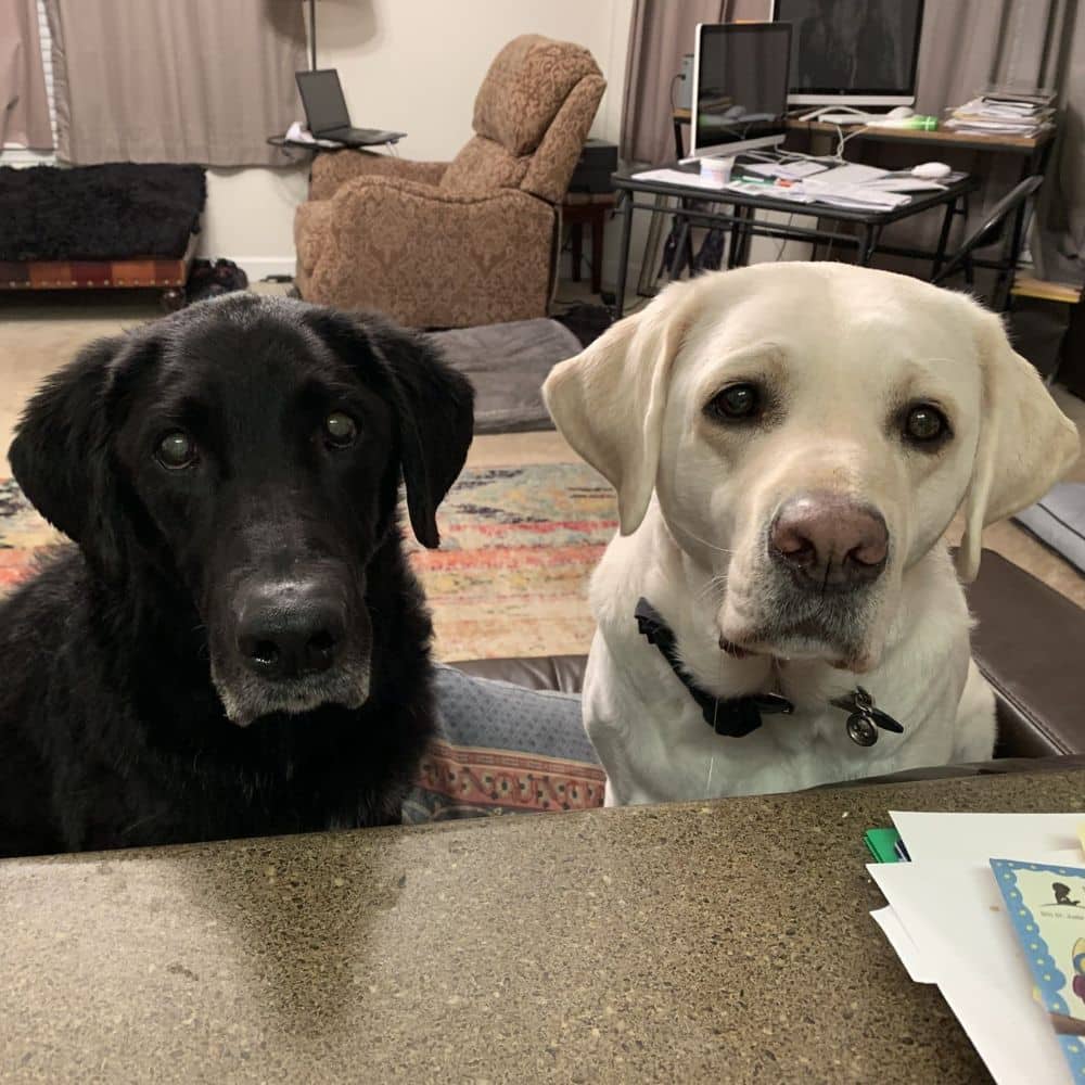 Hammie's natural house size Large