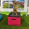 A happy brown dog with a green collar sits on a pink Jump Dog platform, tongue out, at an indoor event with artificial grass and colorful display banners in the background.