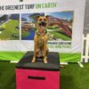 A brown dog with a green bandana sits on a pink and black platform, tongue out, in front of a banner displaying images of turf and playgrounds. The background includes artificial grass and a white picket fence.