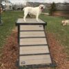 A white dog stands on top of an outdoor agility ramp in a grassy park while another dog walks nearby. There are houses and trees in the background.