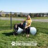 A woman sitting on a large white dog agility ball in a grassy fenced area with a large black dog beside her. Text at the bottom reads, “Play & agility powered by GymsForDogs.com.”.