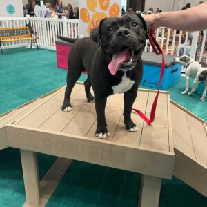 A happy black dog with a white chest stands on a wooden platform, tongue hanging out, held by a red leash. People, dogs, and pet expo booths are visible in the background.