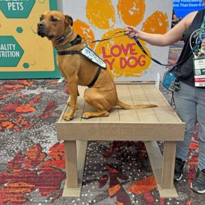 A brown dog wearing a "service dog" vest sits on a wooden table next to a person holding its leash. Behind them is a colorful backdrop with large orange paw prints and text that reads "LOVE MY DOG.