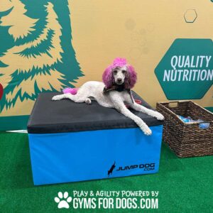 A white poodle with pink-dyed ears and tail lounges on a blue and black Jump Dog agility platform. The backdrop advertises "Quality Nutrition" and "Gyms for Dogs" on a green artificial turf.