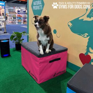 A brown and white dog wearing sunglasses sits on a pink Jump Dog agility box at an indoor event, with a green carpet, potted plant, and a banner for Gyms for Dogs in the background.