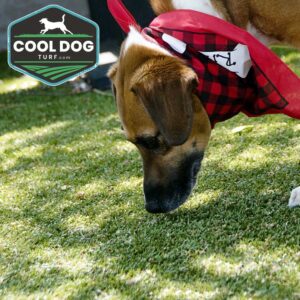 A brown and white dog wearing a red plaid bandana sniffs artificial grass outdoors. The "Cool Dog Turf" logo appears in the top left corner.