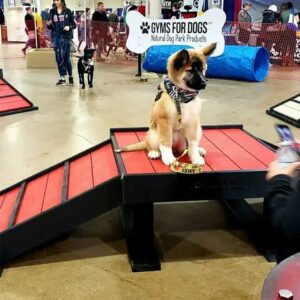 A fluffy brown and white dog sits on a small red ramp platform at an indoor dog gym event. People and other dogs are visible in the background near an agility tunnel.