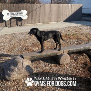 A black dog stands on a wooden agility beam in an outdoor dog park area with wood chips, near a fence. Text reads: "Gyms for Dogs. Play & agility powered by gymsfordogs.com.