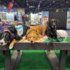 Three dogs—a black and white, a golden, and a black lab—are lying on a raised platform at an indoor pet expo, with booths, banners, and pet products visible in the background.