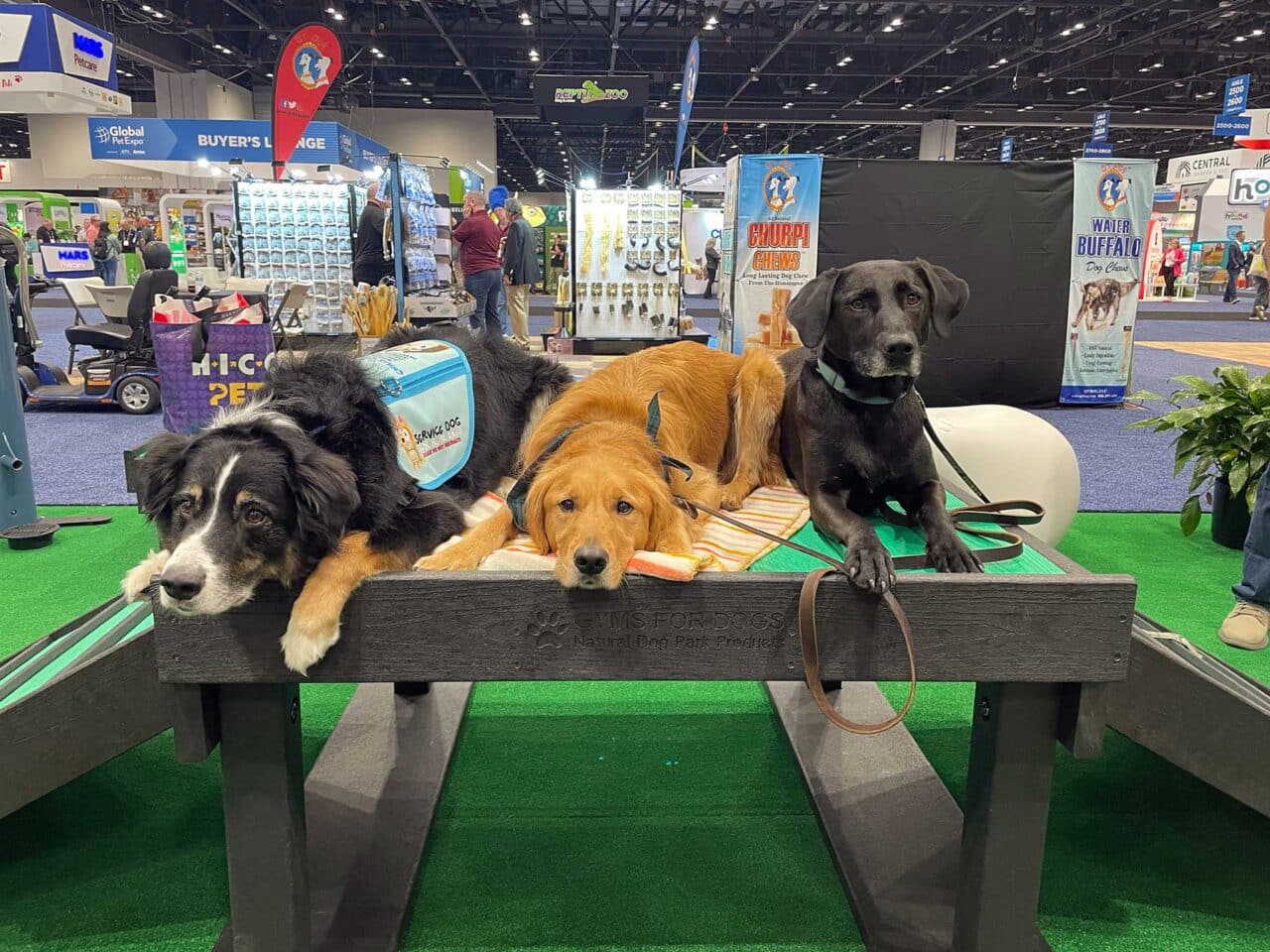 Three dogs—a black and white, a golden, and a black lab—are lying on a raised platform at an indoor pet expo, with booths, banners, and pet products visible in the background.
