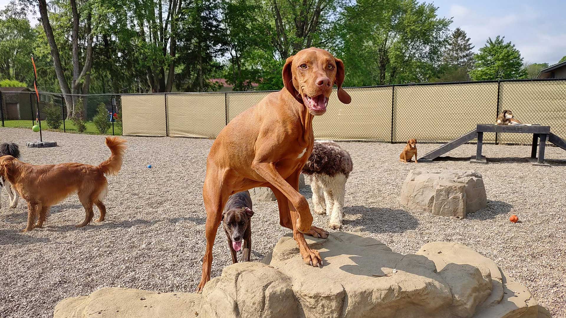 The Dog Park Boulder size extra large