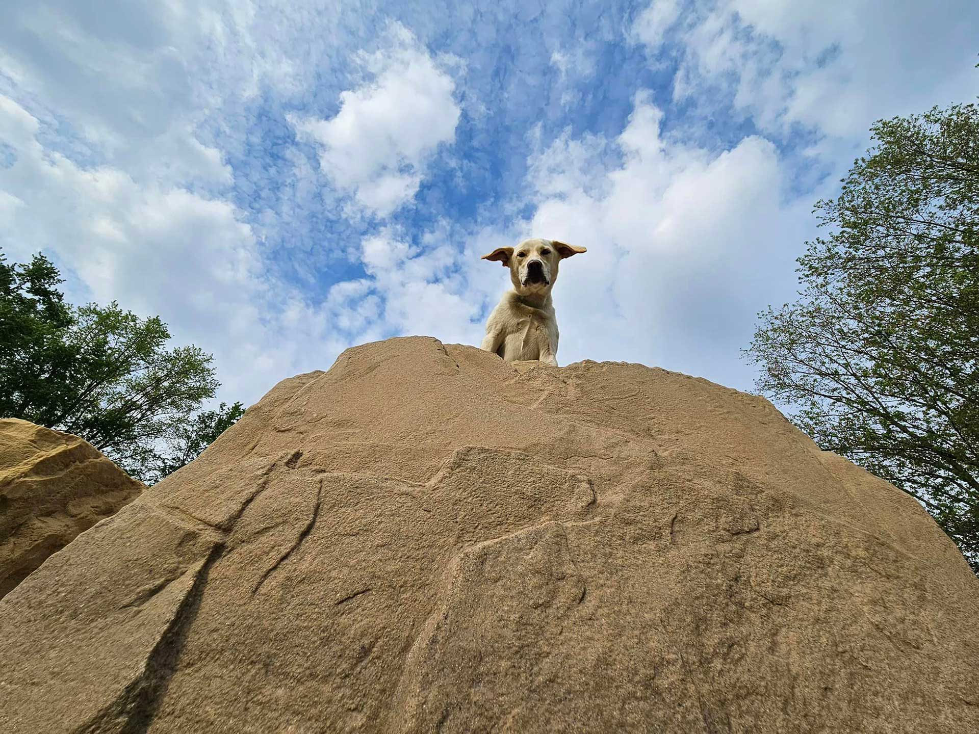 The Dog Park Boulder size extra large
