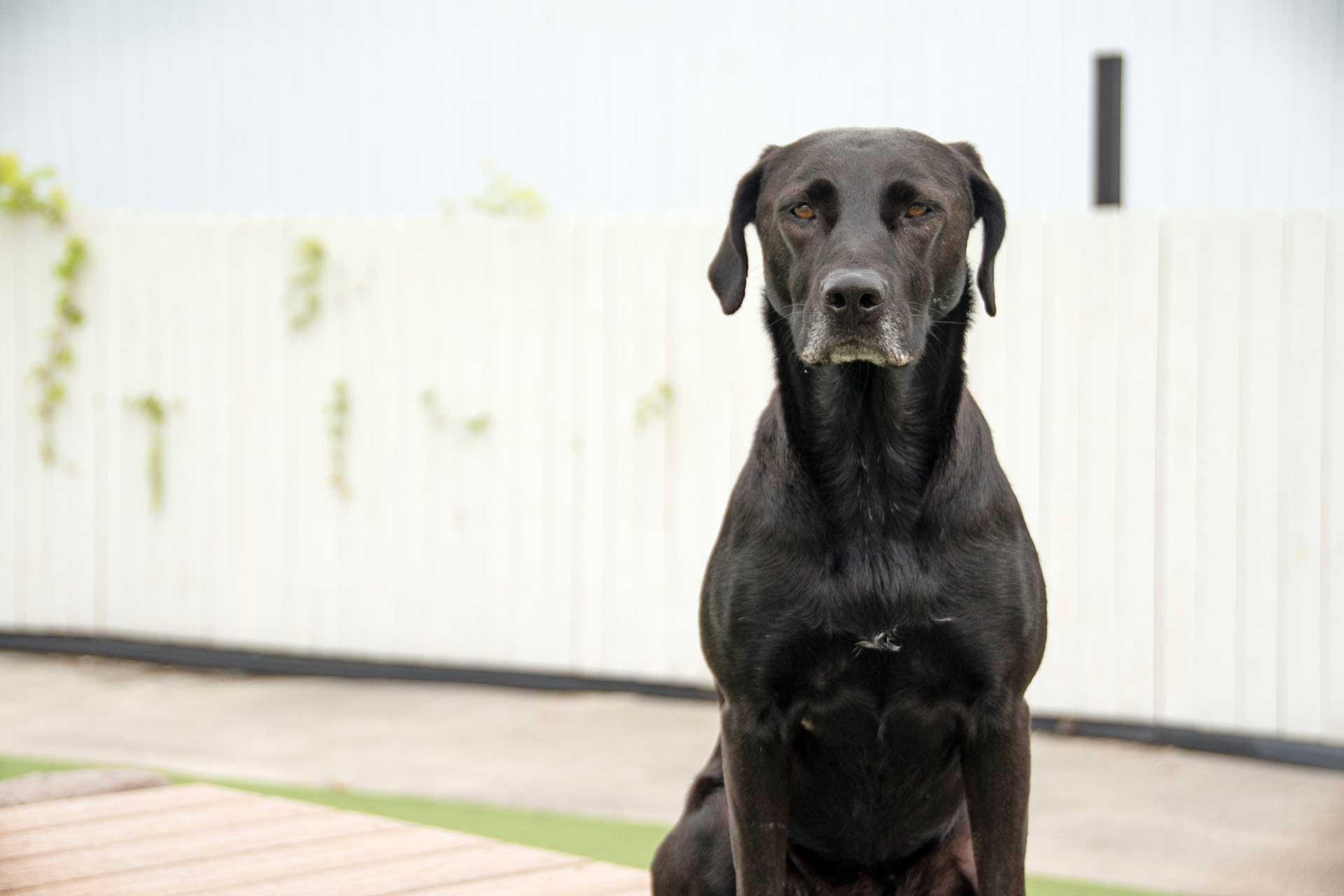 TDPC_Powerful_Photos_ElliesBoulderBridgePro_GymsForDogs_Warehouse_MeanMaggieMug_Web The Dog Park Boulder size extra large