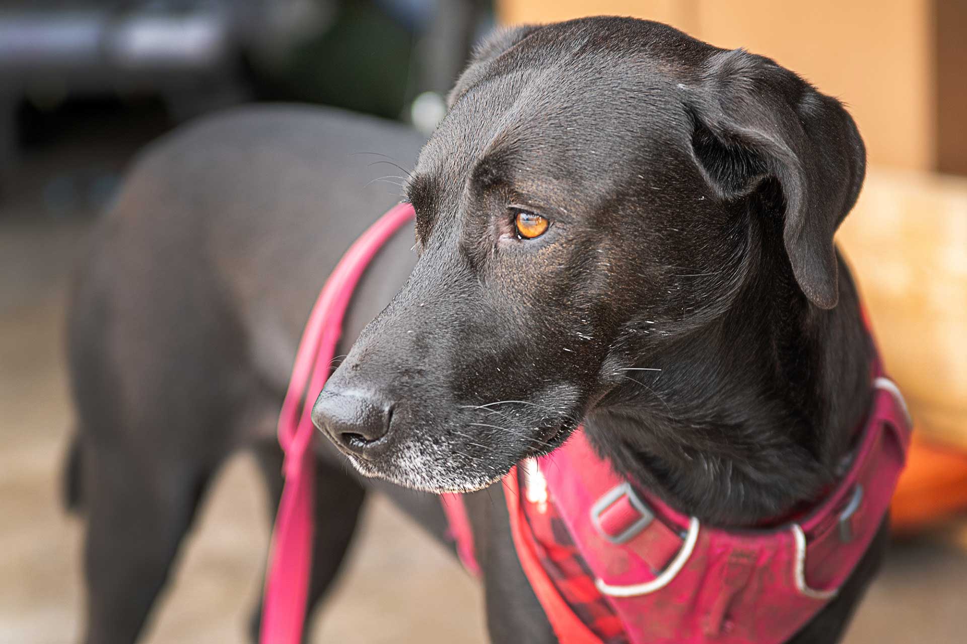 The Dog Park Boulder size extra large
