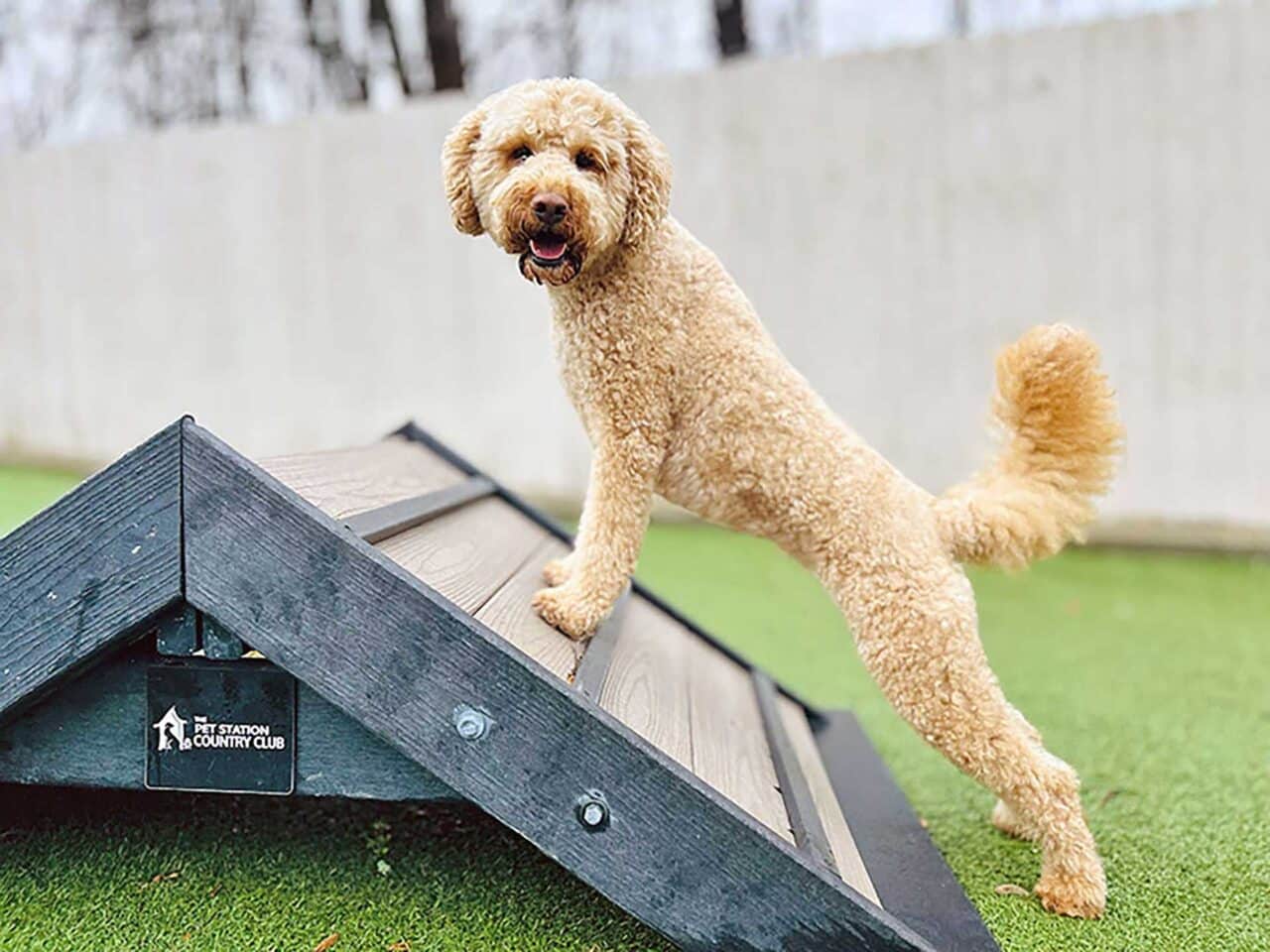 A curly-haired, light brown dog stands with its front paws on a wooden ramp at an outdoor dog park, looking toward the camera with its mouth open. Grass and a fence are visible in the background.