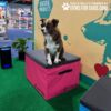 A brown and white dog wearing sunglasses sits on a pink platform at an indoor event, with "Natural Products" and "Gyms For Dogs" signs visible in the background.