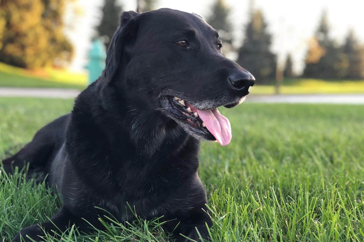 The Dog Park Boulder size extra large