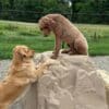 A golden retriever stands with its front paws on a large rock, looking up at a curly-haired brown dog sitting on top of the rock. There is a grassy field and a fence in the background.