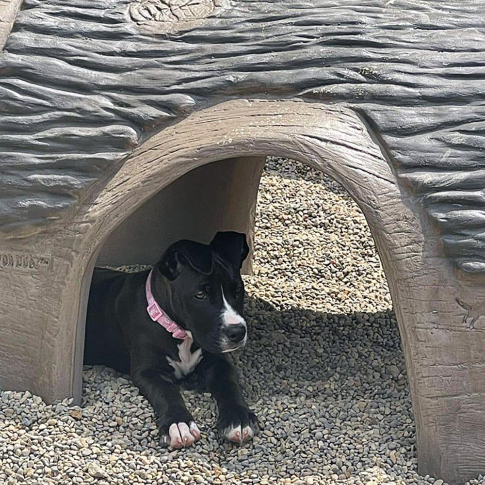 A black and white puppy with a pink collar lies under a play structure resembling a log, resting on gravel and looking out from the shaded area.