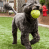 A curly-haired black dog runs on grass with a yellow tennis ball in its mouth. A red fire hydrant and wooden fence are visible in the background.