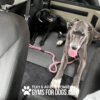 Two dogs, one black and one gray, are lying in the back of a vehicle. The gray dog is in the foreground with a pink leash, and the black dog is resting behind. Text at the bottom reads “GYMS FOR DOGS.COM.”.