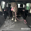 Three dogs, one large gray and two black, stand on agility mats in the back of an SUV. Text on the mats shares a testimonial, and a "Gyms For Dogs" logo appears in the lower right corner.