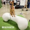 A brown dog with a pink collar sits on a large, white, bone-shaped bench at an indoor event. There are people and display booths in the background. Text on the image reads, "GYMS FOR DOGS.