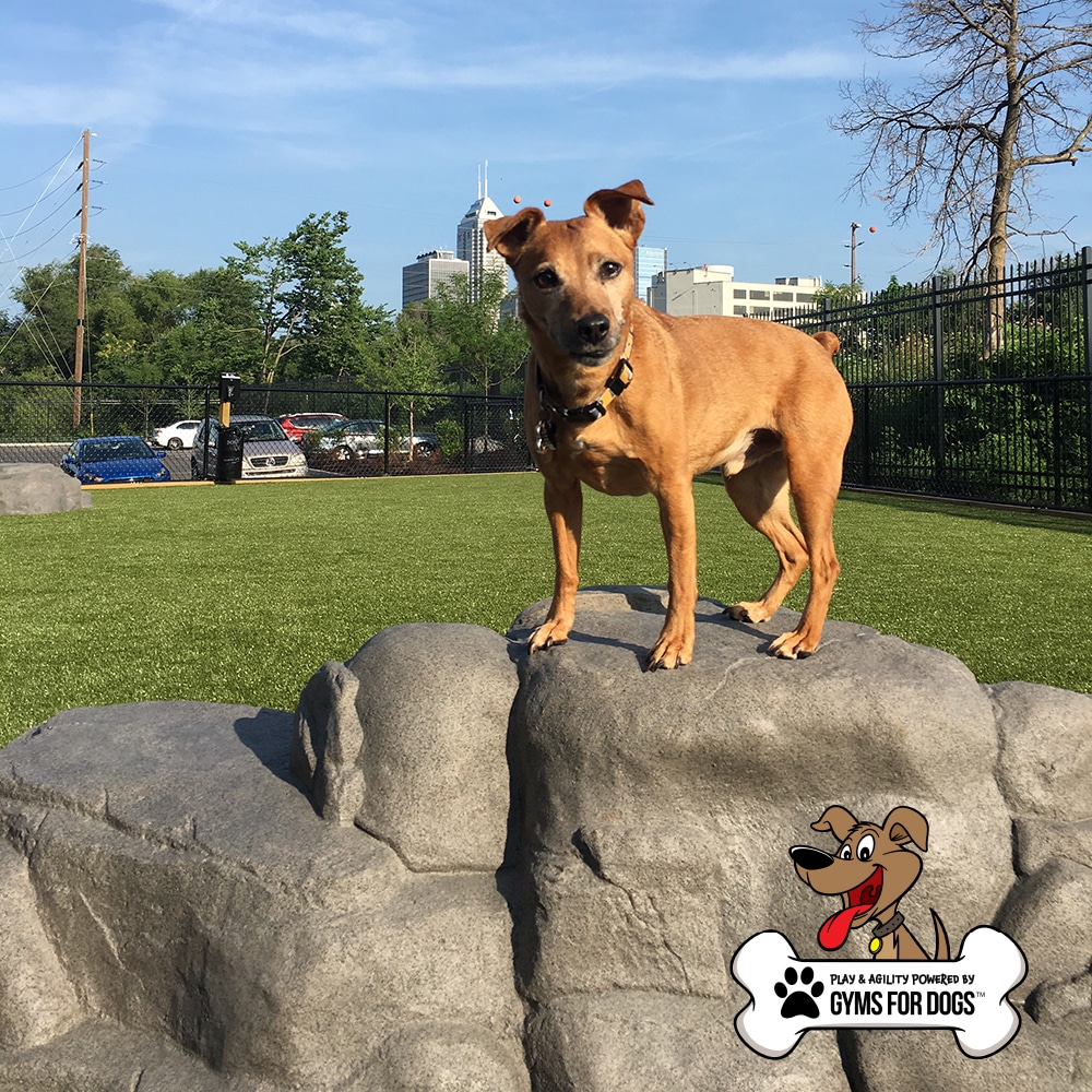 A brown dog stands on the Luxury Climbing Boulder - XL in a grassy dog park, with a city skyline and trees behind. The Gyms for Dogs logo featuring a cartoon dog appears in the lower right corner.