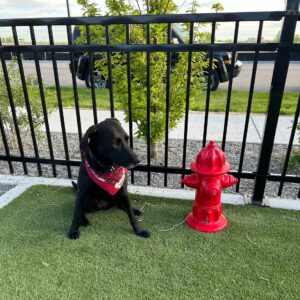 A black dog in a red bandana sits on artificial grass next to a Red Fire Hydrant - Portable, with a black metal fence, small tree, and parked black SUV in the background.