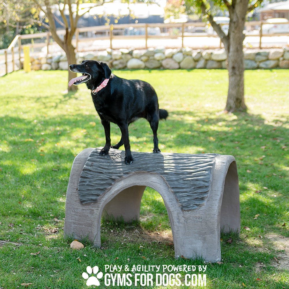 A black dog with a pink collar stands on top of a curved concrete structure in a grassy park area. The text at the bottom reads, "PLAY & AGILITY POWERED BY GYMSFORDOGS.COM.