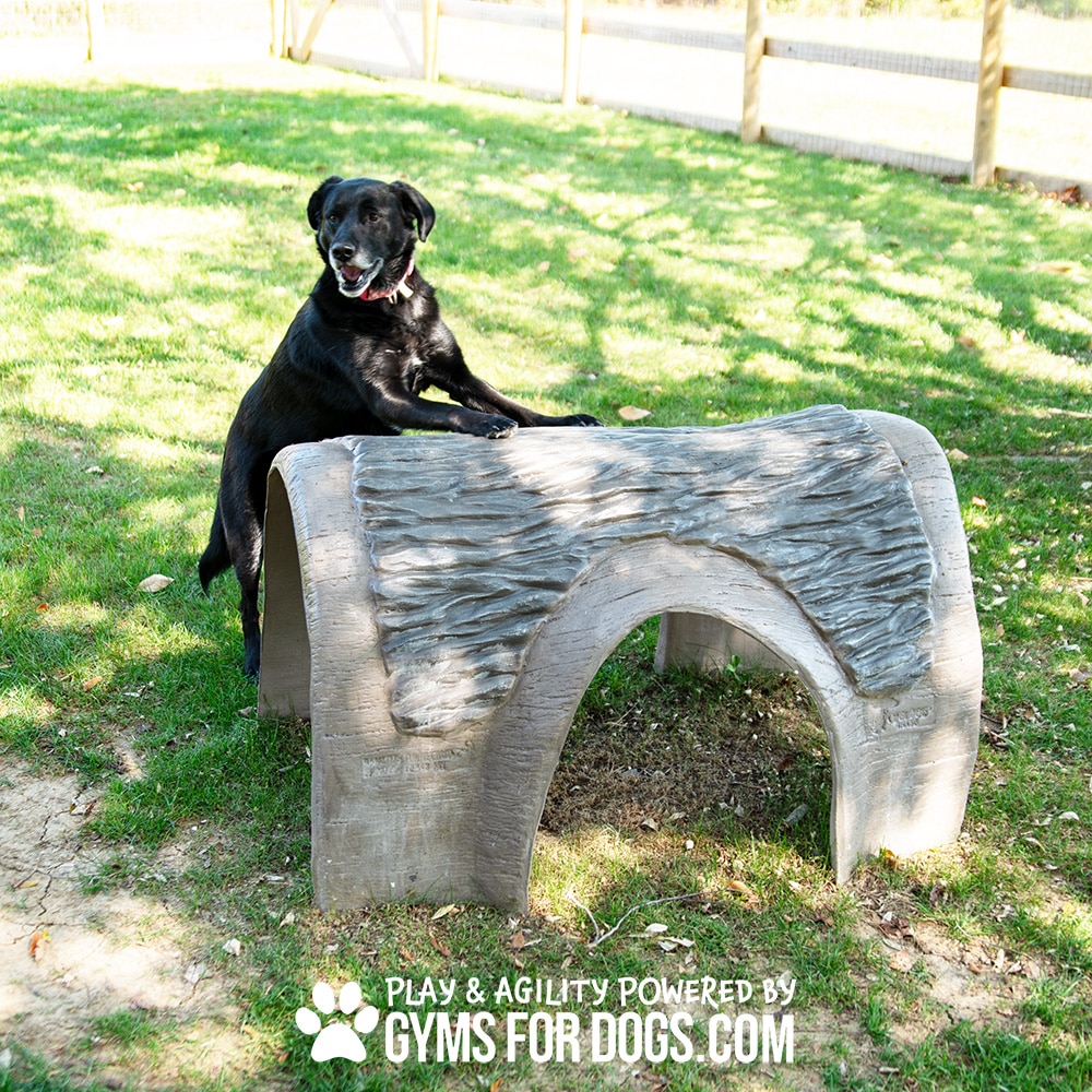 A black dog with its front paws on a gray agility obstacle, standing on grass in a fenced area. Text at the bottom reads, "PLAY & AGILITY POWERED BY GYMS FOR DOGS.COM.