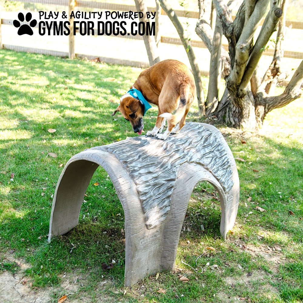 A brown dog wearing a blue collar climbs over a textured, arch-shaped agility structure on grass. The logo "GYMS FOR DOGS.COM" appears in the top left corner. Trees and a fence are in the background.