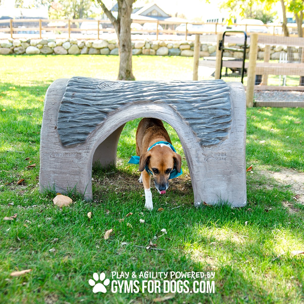 A brown dog wearing a blue bandana walks through a faux log tunnel on grass in an outdoor dog park. The image features the text "Play & agility powered by gymsfordogs.com" at the bottom.