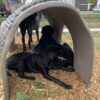 Two black dogs are lying on wood chips under a curved concrete tunnel at a park. Another large dog and a person are standing nearby. A fence and buildings are visible in the background.