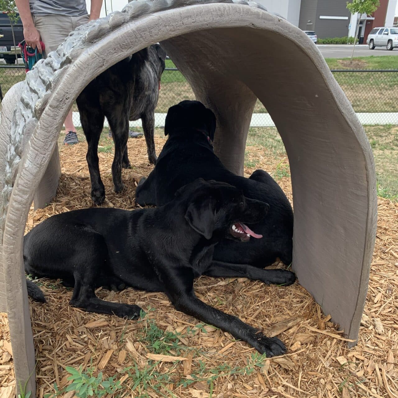 Two black dogs are lying on wood chips under a curved concrete tunnel at a park. Another large dog and a person are standing nearby. A fence and buildings are visible in the background.