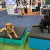 Two dogs, a golden retriever and a black labrador, sit on padded platforms at a pet event. People and informational booths are visible in the background, along with a large "Jump Dog" sign.