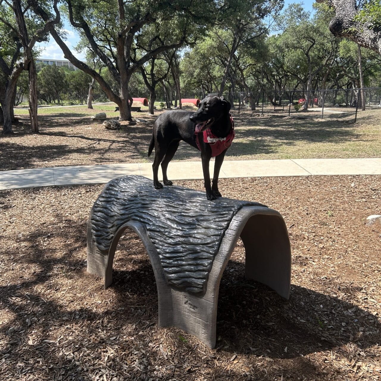 A black dog wearing a pink harness stands on top of a curved, textured concrete structure in a park with trees, mulch-covered ground, and walking paths.