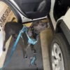 A black dog wearing a blue harness stands on a black ramp next to an open car door, looking up. The ramp reads "JUMPS DOG AGILITY." Part of a white car and a sign are visible.