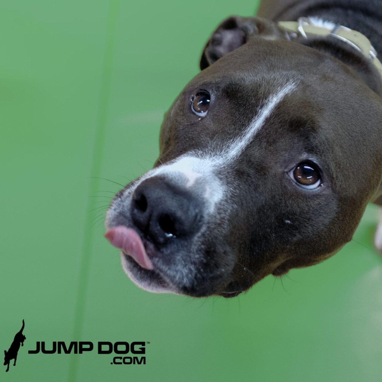 A black and white dog with a collar looks up with its tongue slightly out, against a green background. The logo "JUMPDOG.COM" with a jumping dog silhouette is in the bottom left corner.