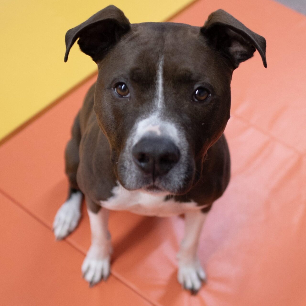 A black and white dog with upright ears sits on an orange mat, looking up at the camera. The background includes both orange and yellow sections.