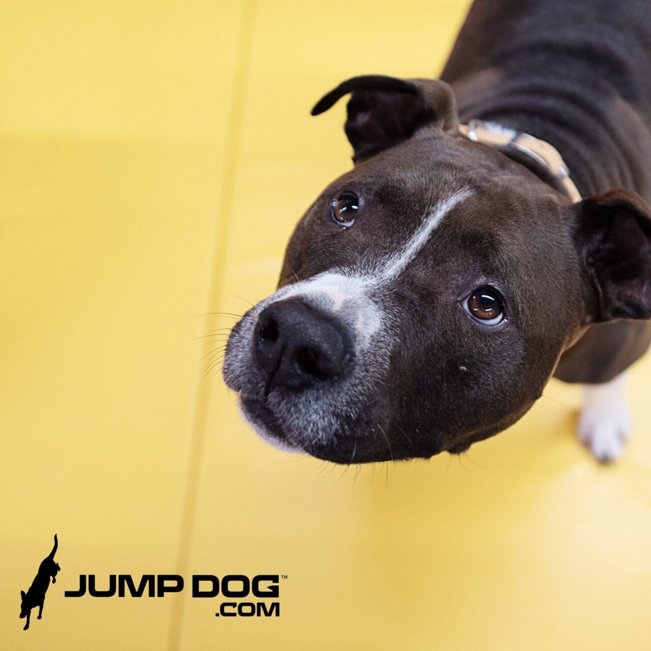 A black and white dog with a curious expression stands on a yellow floor. The "Jump Dog.com" logo with a dog silhouette appears in the bottom left corner.