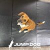 A brown and white dog with floppy ears sits on a black mat, looking up at the camera. The words "JUMP DOG.COM" and a jumping dog logo appear at the bottom of the image.