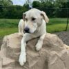 A light-colored Labrador retriever is lying on top of a large rock in an outdoor area, with grass, trees, and a chain-link fence in the background.