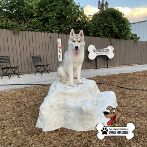 A white husky sits on a Luxury Climbing Boulder - S/M in a dog park with mulch, chairs, wood fence, and a "GYMS FOR DOGS" sign in the background. The bottom right corner features the brand's logo.
