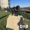 Two black dogs stand together on a large artificial rock in a grassy fenced area, with apartment buildings and a pond in the background. The "Gyms For Dogs" logo is in the lower right corner.