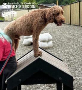 A curly-haired brown dog stands with its front legs on the Tunnel House (L/X) at the dog park next to a person in a red shirt, with gravel and fenced areas in the background.
